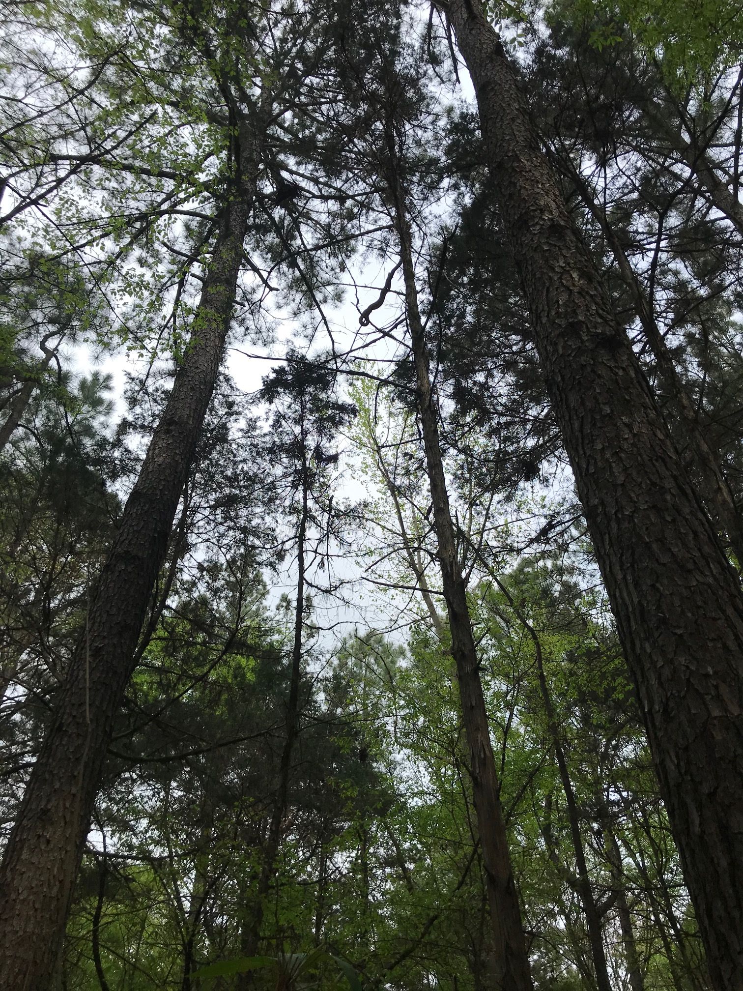 6 basking snake up cedar tree
